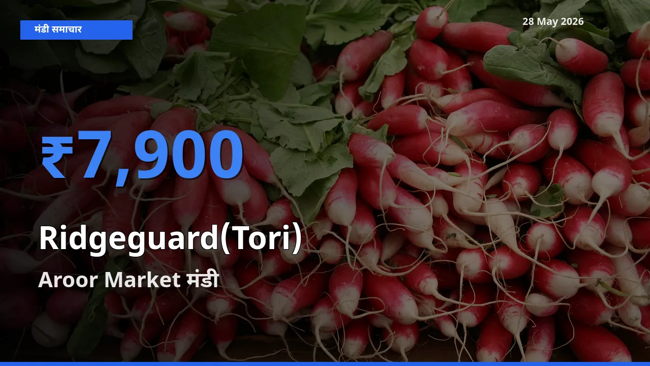 किसानों की पसंद बना Aroor Market, तोरई के सबसे अच्छे दाम