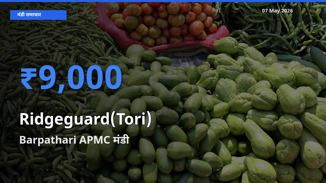 Barpathari APMC मंडी में तोरई ₹9,000 पर पहुँचा – आज का सर्वोच्च भाव