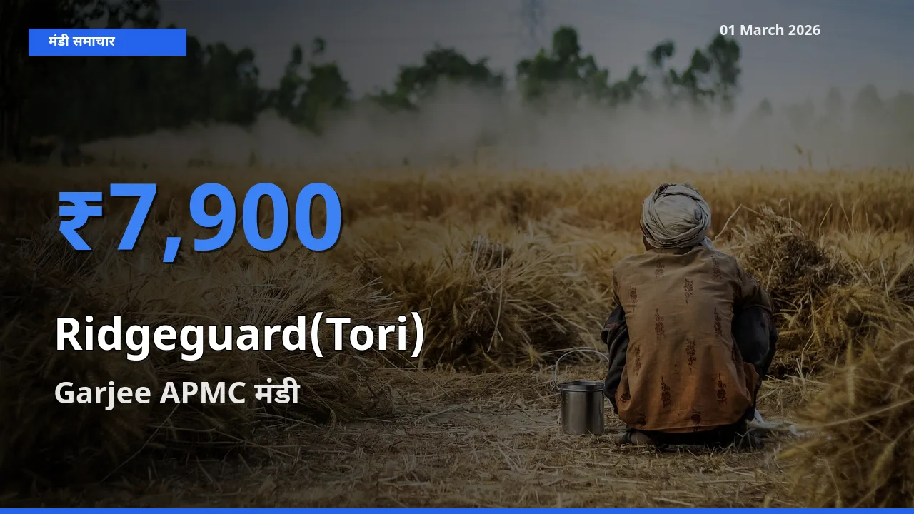 Garjee APMC में Ridgeguard(Tori) का आज सबसे ऊँचा भाव