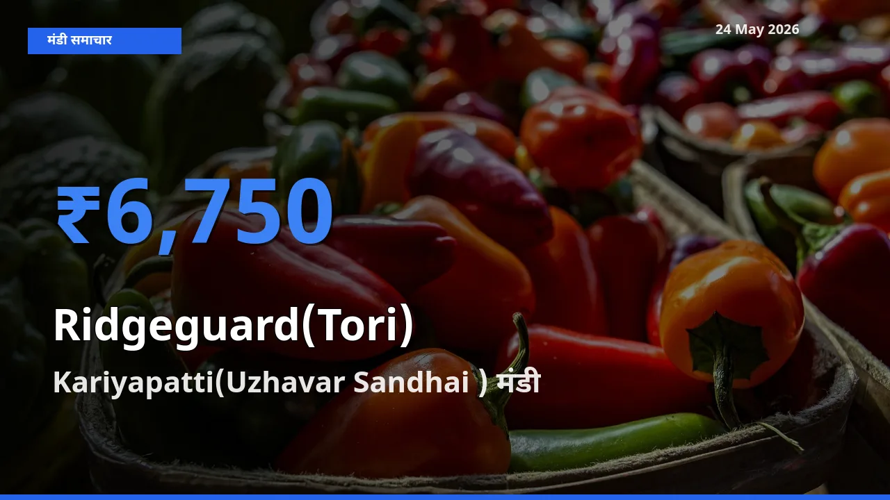 किसानों की पसंद बना Kariyapatti(Uzhavar Sandhai ), तोरई के सबसे अच्छे दाम