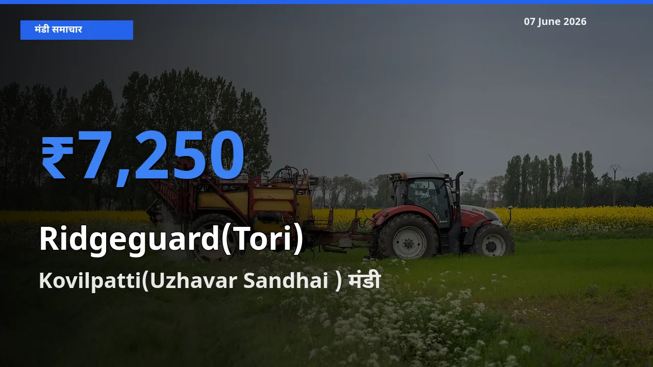 किसानों की पसंद बना Kovilpatti(Uzhavar Sandhai ), तोरई के सबसे अच्छे दाम