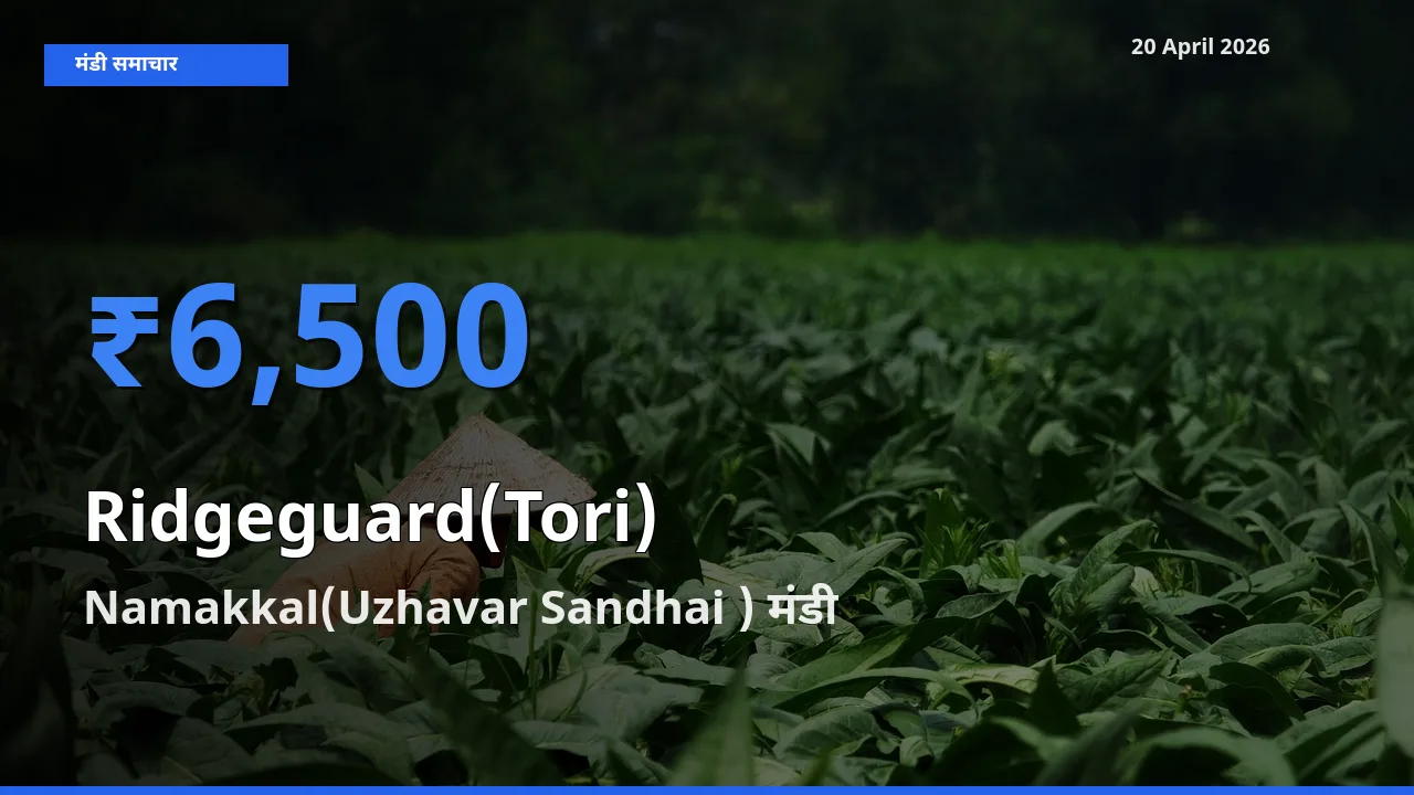 Namakkal(Uzhavar Sandhai ) मंडी में तोरई ₹6,500 पर पहुँचा – आज का सर्वोच्च भाव