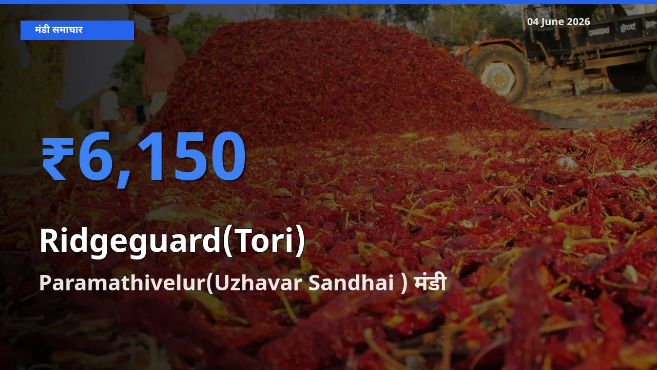 Paramathivelur(Uzhavar Sandhai ) मंडी में आज तोरई के सबसे ऊँचे दाम दर्ज