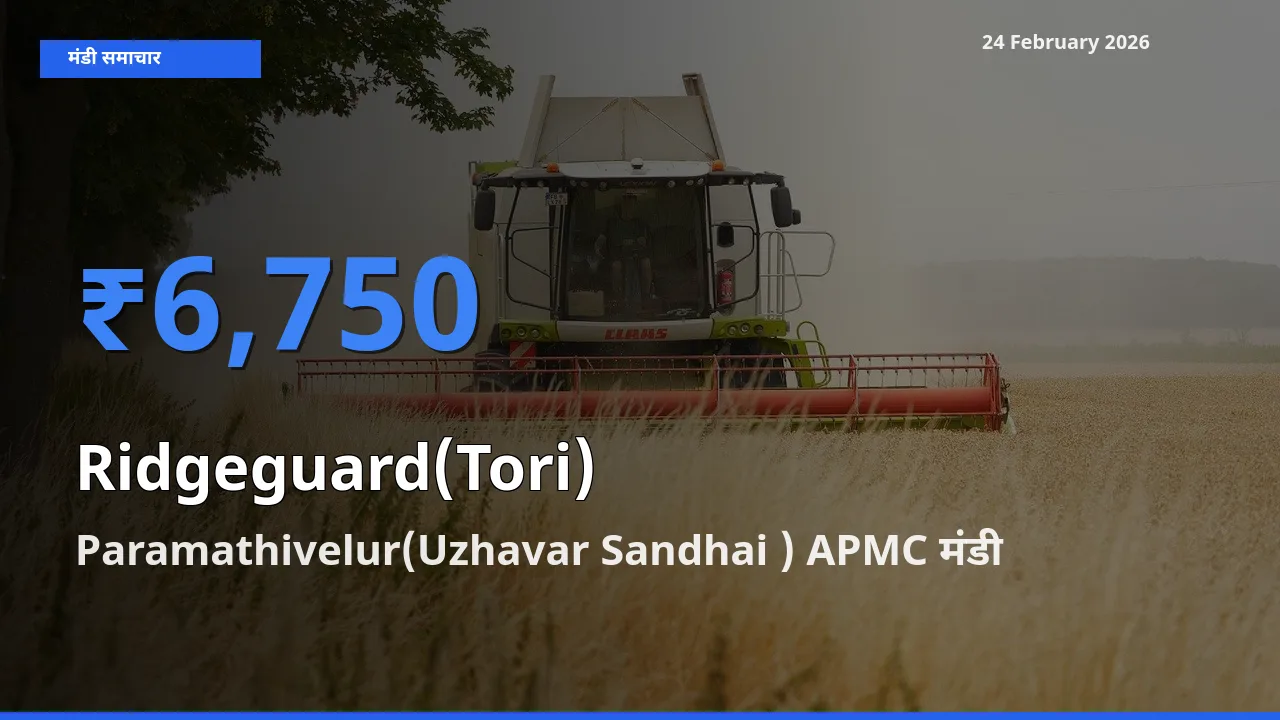 Paramathivelur(Uzhavar Sandhai ) APMC मंडी में Ridgeguard(Tori) ₹6,750 पर पहुँचा – आज का सर्वोच्च भाव