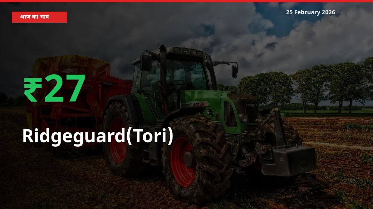 Ridgeguard(Tori) 26.98% उछला, मंडी
