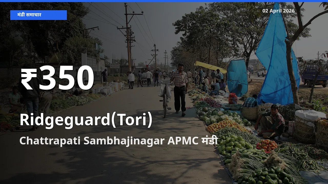 बाज़ार संकेत: तोरई के भाव Chattrapati Sambhajinagar APMC में 30 दिन के निचले स्तर पर