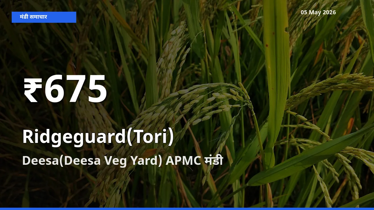 Deesa(Deesa Veg Yard) APMC में तोरई ₹675 पर गिरा – 30 दिन का न्यूनतम भाव