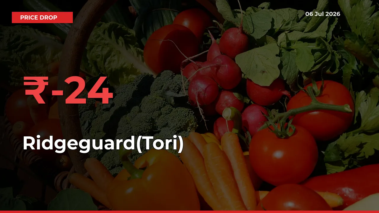 23.65% Drop in Ridgeguard(Tori) Prices – Mandi Sees Sudden Fall