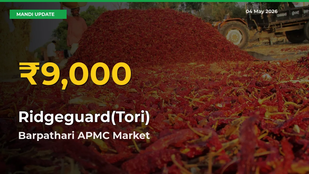 Ridgeguard(Tori) Prices Soar to Record High in Barpathari APMC – Farmers Alert Today