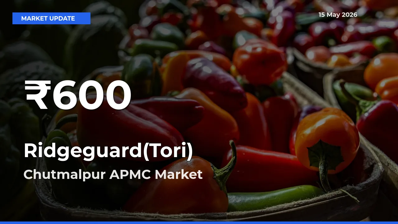 Sharp Fall! Ridgeguard(Tori) Prices Drop to 30-Day Low in Chutmalpur APMC
