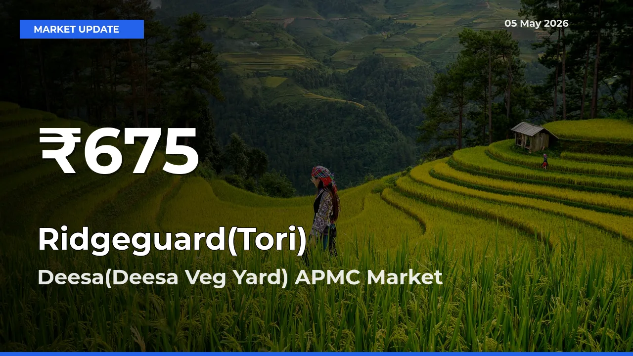 Ridgeguard(Tori) Hits 30-Day Low in Deesa(Deesa Veg Yard) APMC