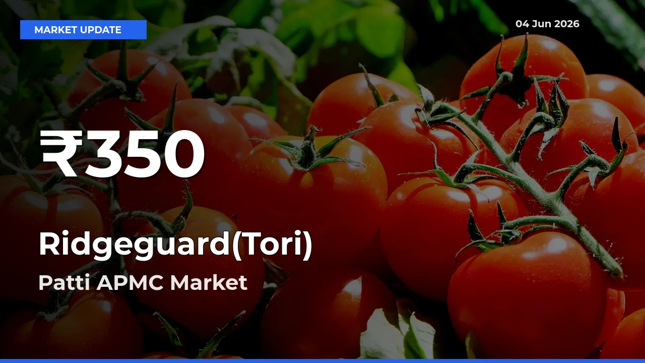 Farmers Concerned as Ridgeguard(Tori) Hits 30-Day Low in Patti APMC