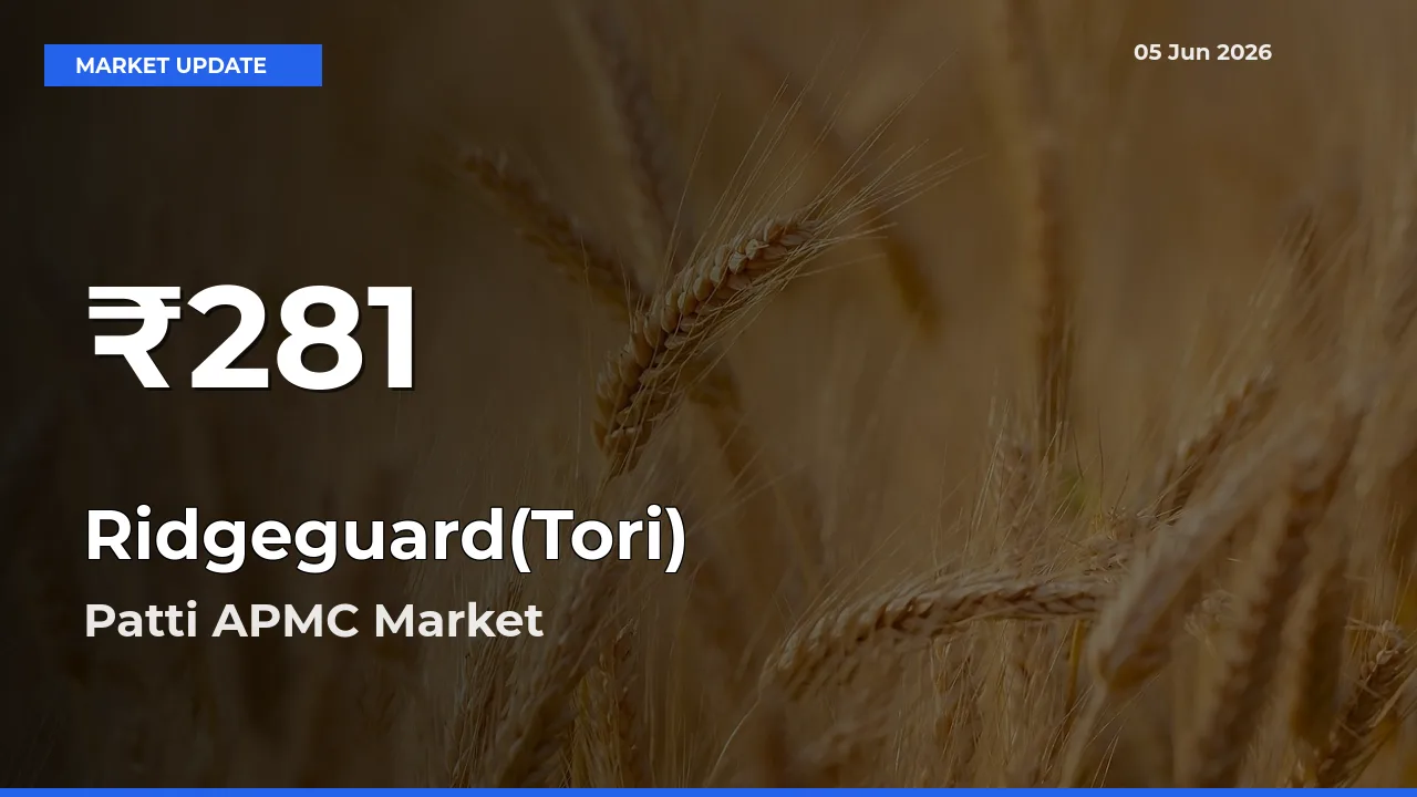 Why Ridgeguard(Tori) Prices Slumped in Patti APMC – 30-Day Low Today