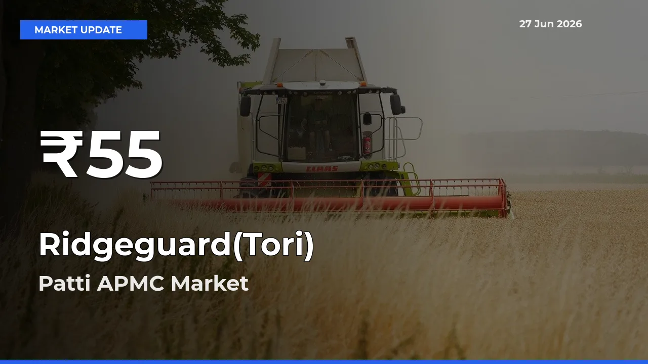 Sharp Fall! Ridgeguard(Tori) Prices Drop to 30-Day Low in Patti APMC