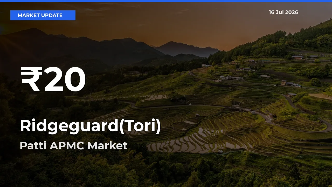 Farmers Concerned as Ridgeguard(Tori) Hits 30-Day Low in Patti APMC