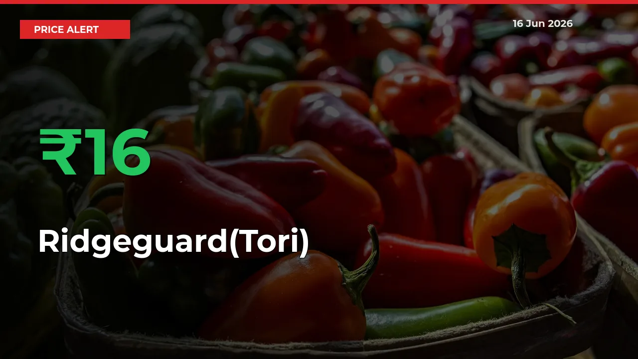 Big Rally! Ridgeguard(Tori) Climbs 16.31% in 24 Hours at Top Mandis