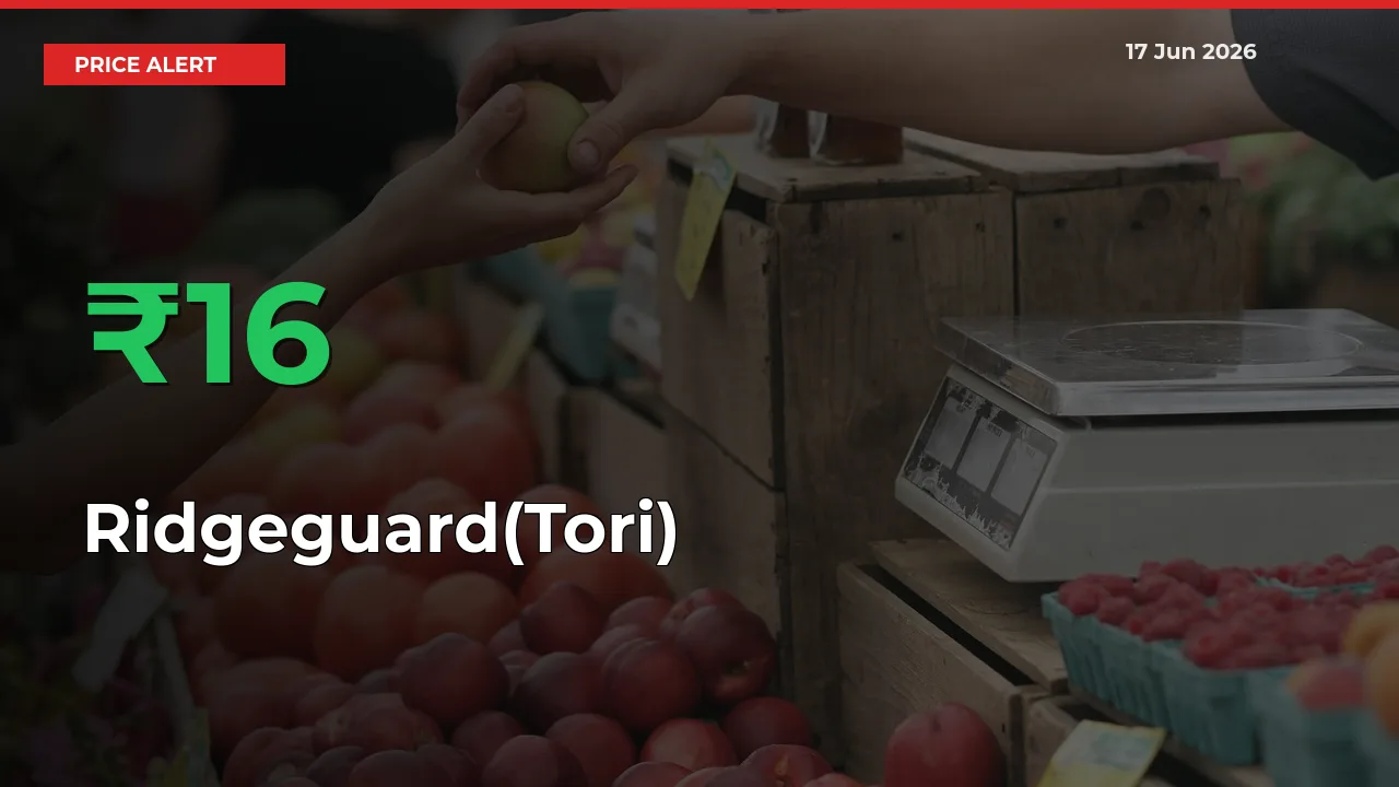 Sharp Jump! Ridgeguard(Tori) Prices Climb 16.22% in 24 Hours at Key Mandis