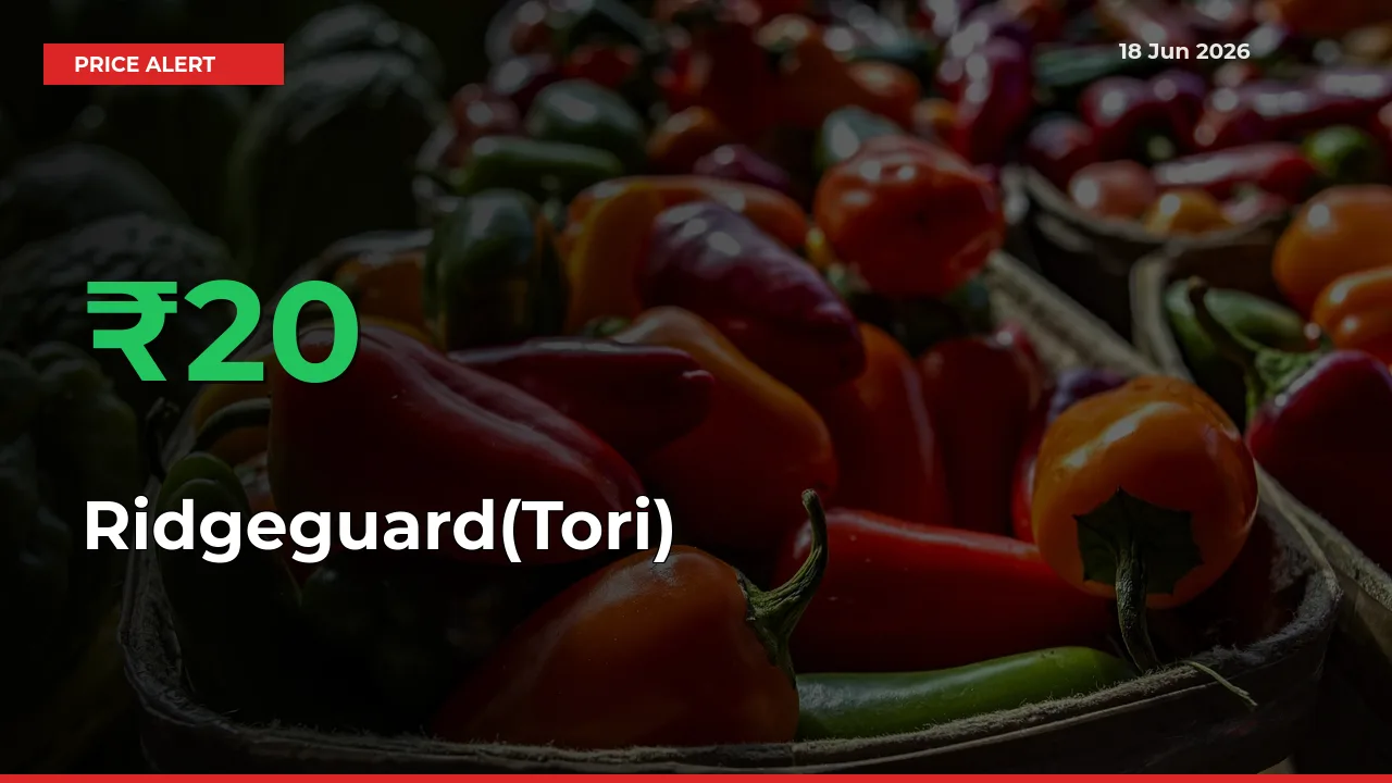 19.54% Spike in Ridgeguard(Tori) Prices – Mandi Sees Sudden Rally