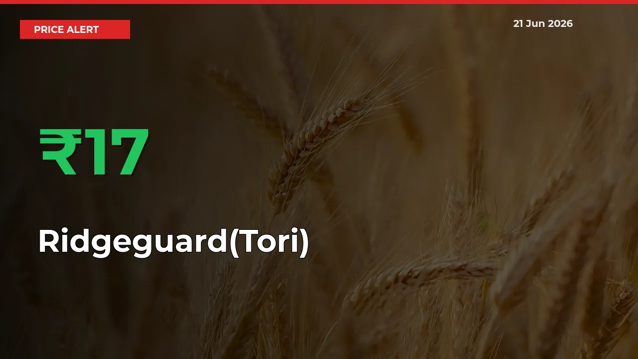 Farmers Cheer as Ridgeguard(Tori) Prices Surge 16.7% in Local Mandis