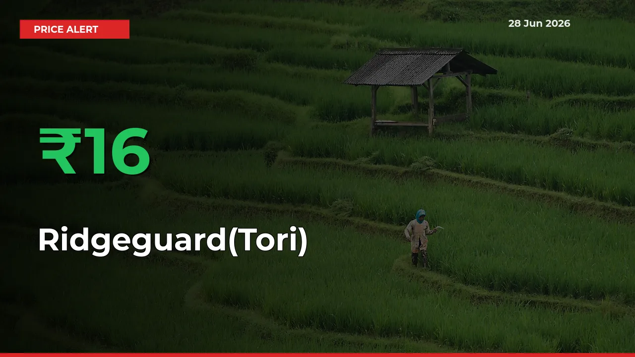 Ridgeguard(Tori) Prices Rise 15.51% in a Day at Major Mandis
