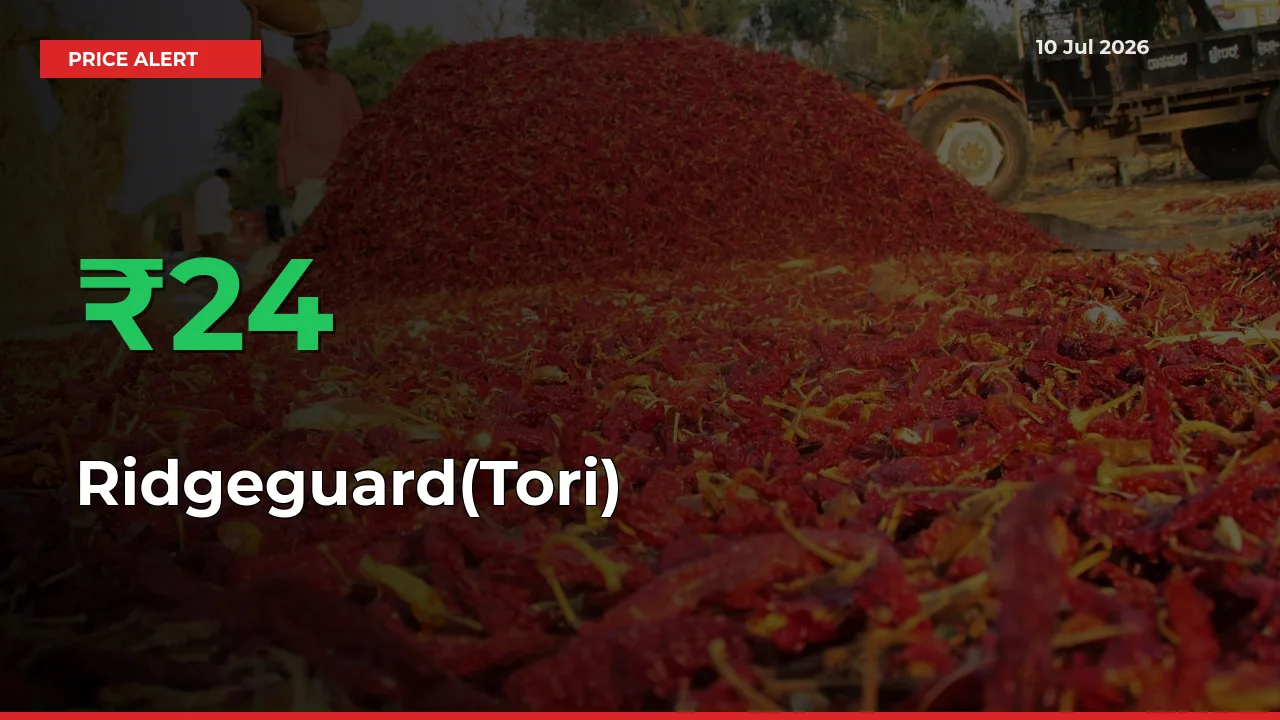 Sharp Jump! Ridgeguard(Tori) Prices Climb 23.53% in 24 Hours at Key Mandis