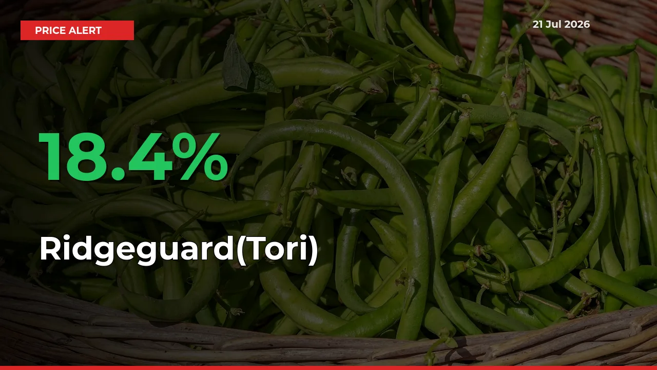 This Mandi Records 18.4% Jump in Ridgeguard(Tori) Prices