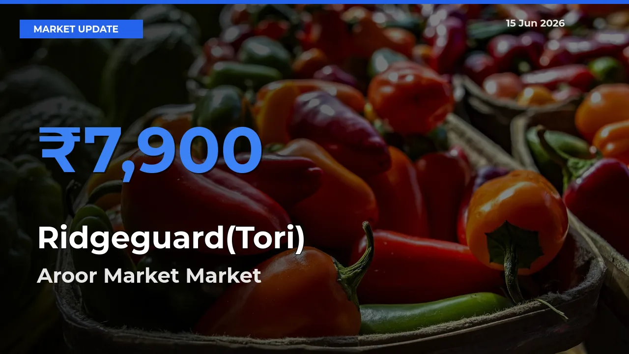 Aroor Market Records Highest ₹7,900 Rate for Ridgeguard(Tori)