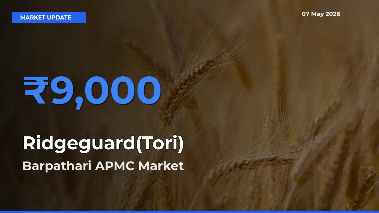Barpathari APMC Tops Ridgeguard(Tori) Mandi Rates Today