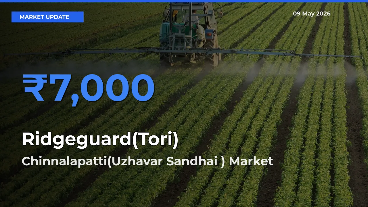 Chinnalapatti(Uzhavar Sandhai ) Records Highest ₹7,000 Rate for Ridgeguard(Tori)
