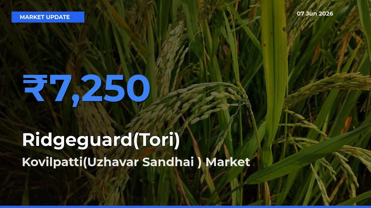 Kovilpatti(Uzhavar Sandhai ) Tops Ridgeguard(Tori) Mandi Rates Today