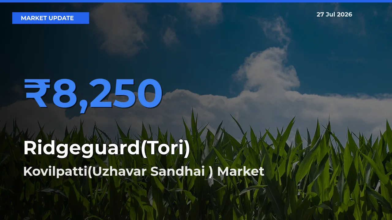 Top Performer! Kovilpatti(Uzhavar Sandhai ), Tuticorin, Tamil Nadu Offers Best Ridgeguard(Tori) Price Today
