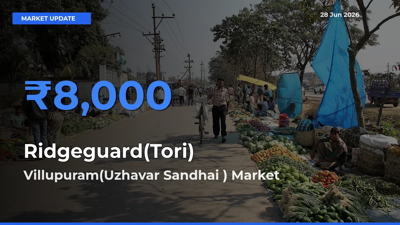 Villupuram(Uzhavar Sandhai ) Emerges as Top Mandi for Ridgeguard(Tori) Prices Today