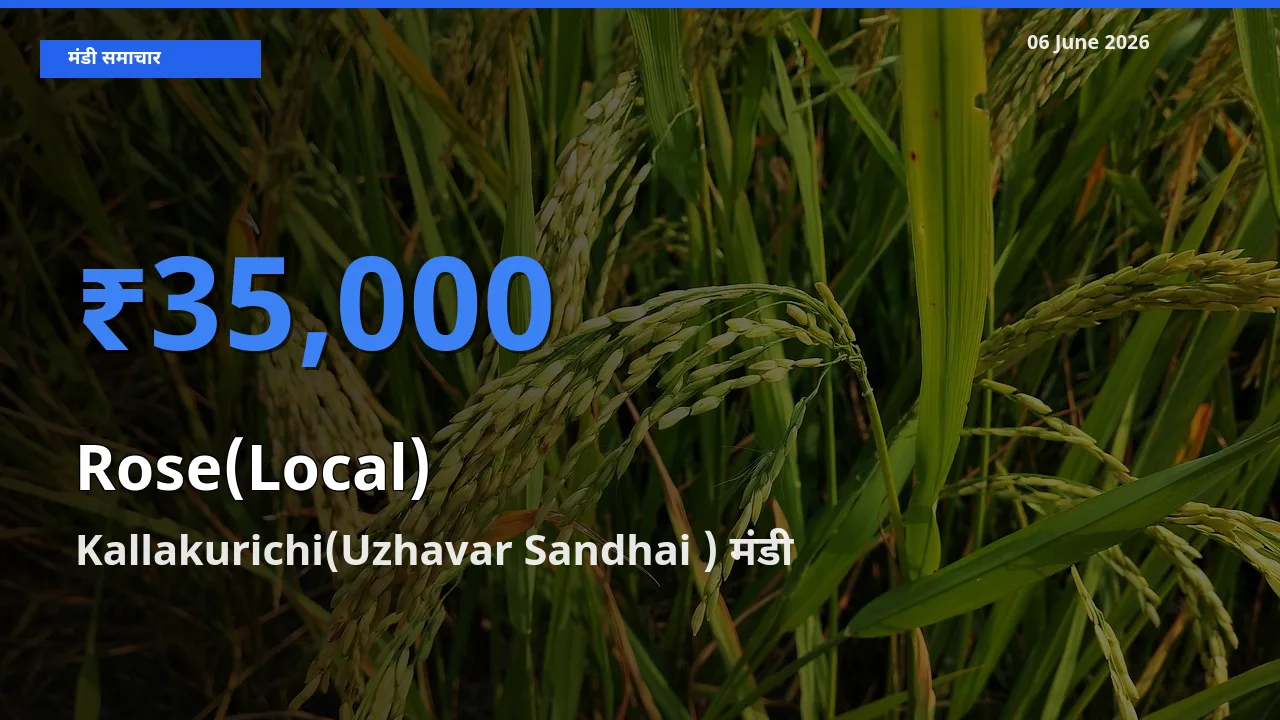 आज गुलाब(स्थानीय) के सबसे ज़्यादा दाम Kallakurichi(Uzhavar Sandhai ) मंडी में दर्ज