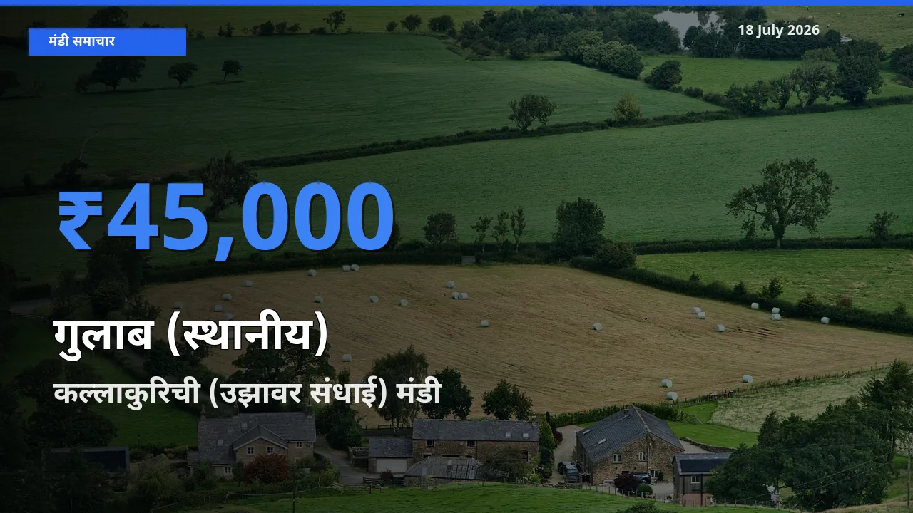 आज का मंडी भाव: गुलाब (स्थानीय) के सबसे ज़्यादा दाम कल्लाकुरिची (उझावर संधाई) में
