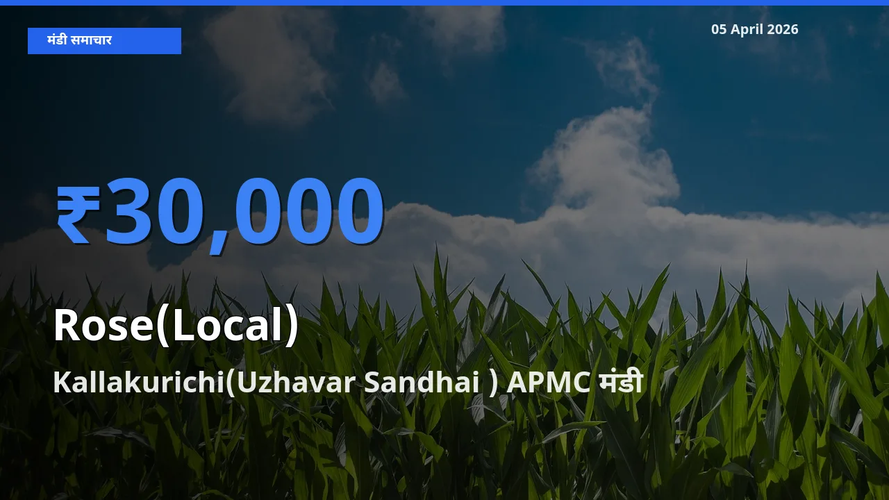 आज गुलाब(स्थानीय) के सबसे ऊँचे दाम ₹30,000 Kallakurichi(Uzhavar Sandhai ) APMC मंडी में