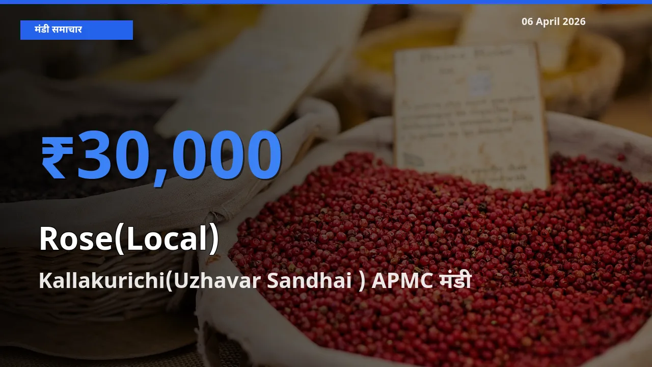 बाज़ार संकेत: Kallakurichi(Uzhavar Sandhai ) APMC बना गुलाब(स्थानीय) के लिए आज की टॉप मंडी
