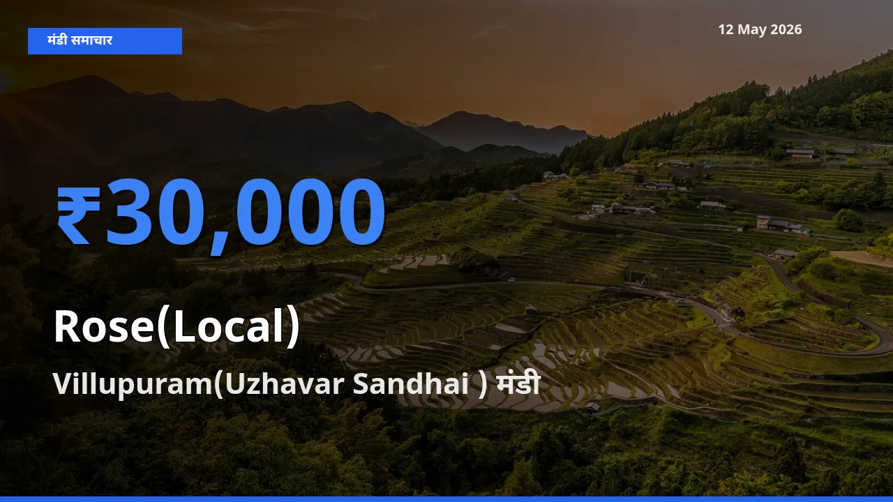 टॉप मंडी बना Villupuram(Uzhavar Sandhai )! गुलाब(स्थानीय) के सबसे ऊँचे दाम यहीं दर्ज