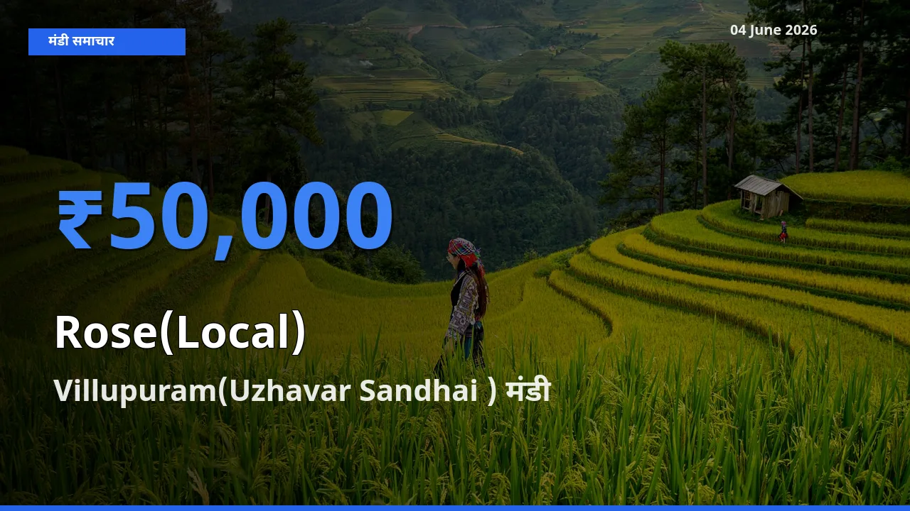 बाज़ार संकेत: Villupuram(Uzhavar Sandhai ) बना गुलाब(स्थानीय) के लिए आज की टॉप मंडी