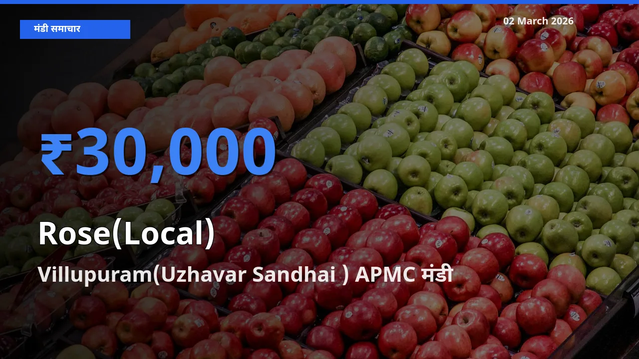 आज Rose(Local) के सबसे ऊँचे दाम ₹30,000 Villupuram(Uzhavar Sandhai ) APMC मंडी में
