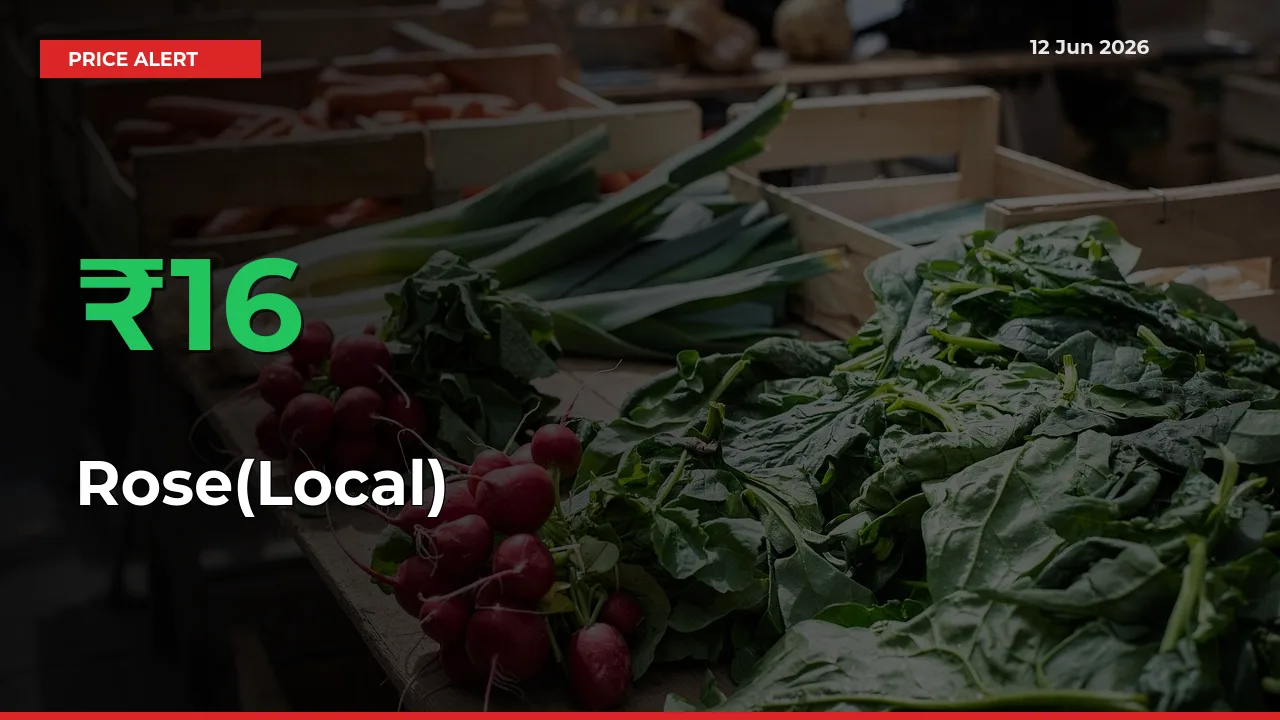 Sudden 15.7% Rally in Rose(Local) Prices Across Mandis