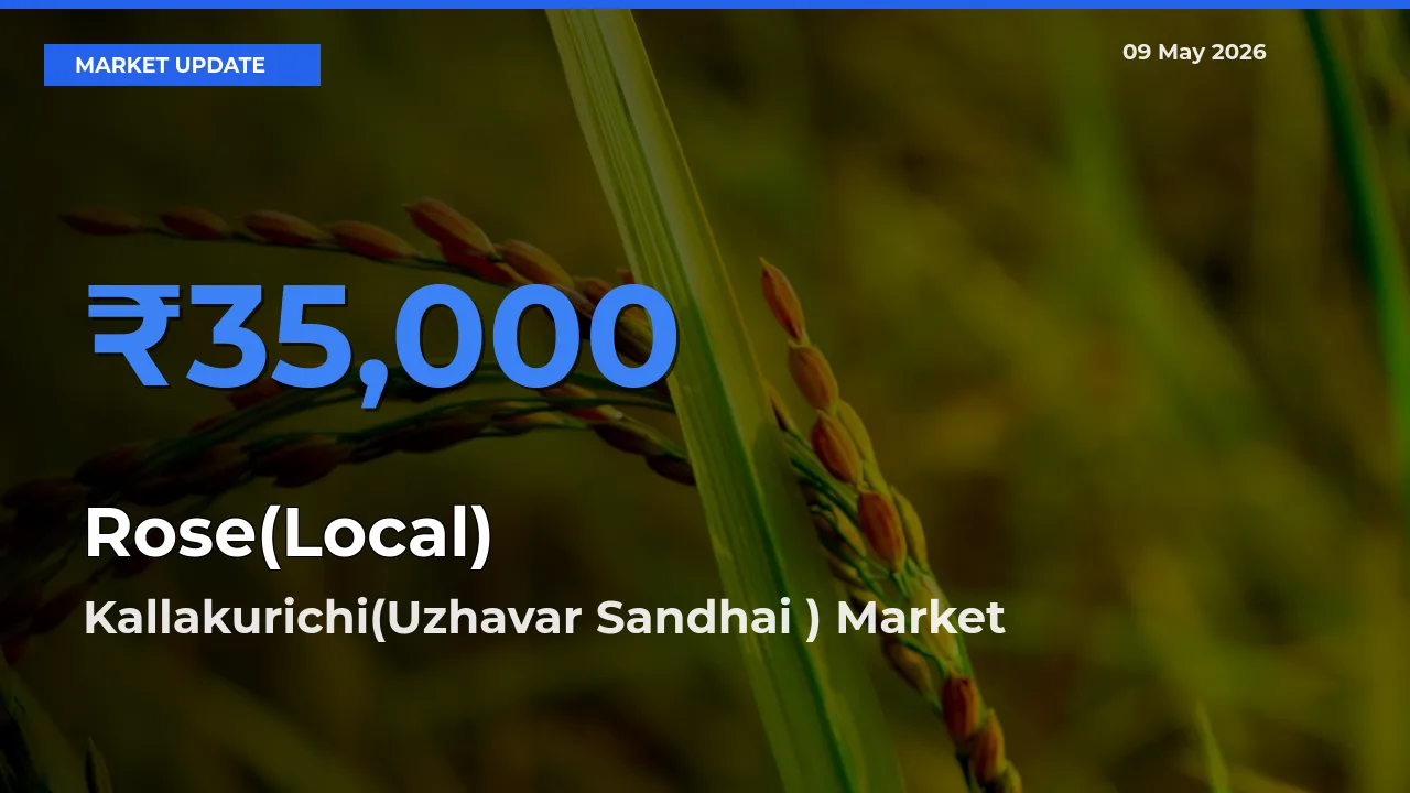 Kallakurichi(Uzhavar Sandhai ) Emerges as Top Mandi for Rose(Local) Prices Today