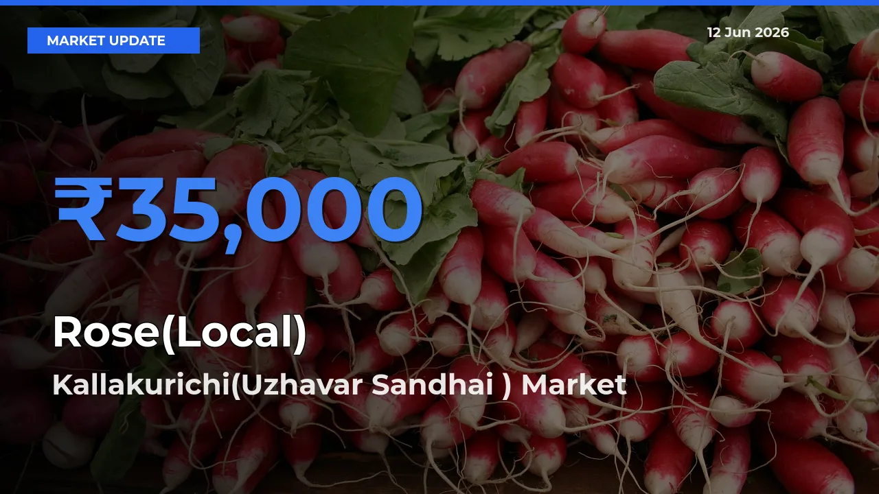 Rose(Local) Mandi Rate Today: Kallakurichi(Uzhavar Sandhai ) Tops the List