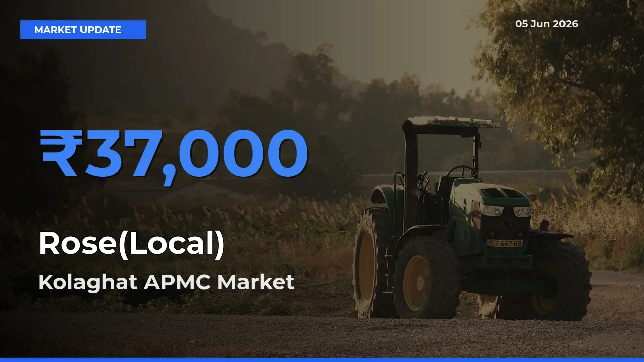 Rose(Local) Mandi Rate Today: Kolaghat APMC Tops the List
