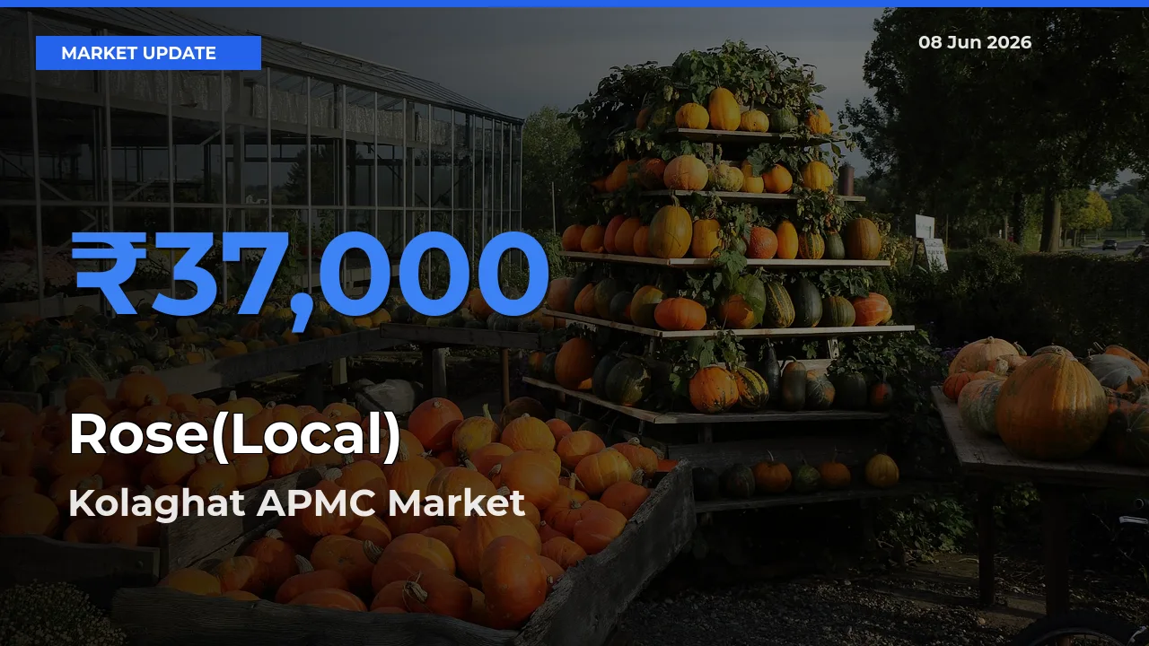 Kolaghat APMC Tops Rose(Local) Rates – June 08 Market Update