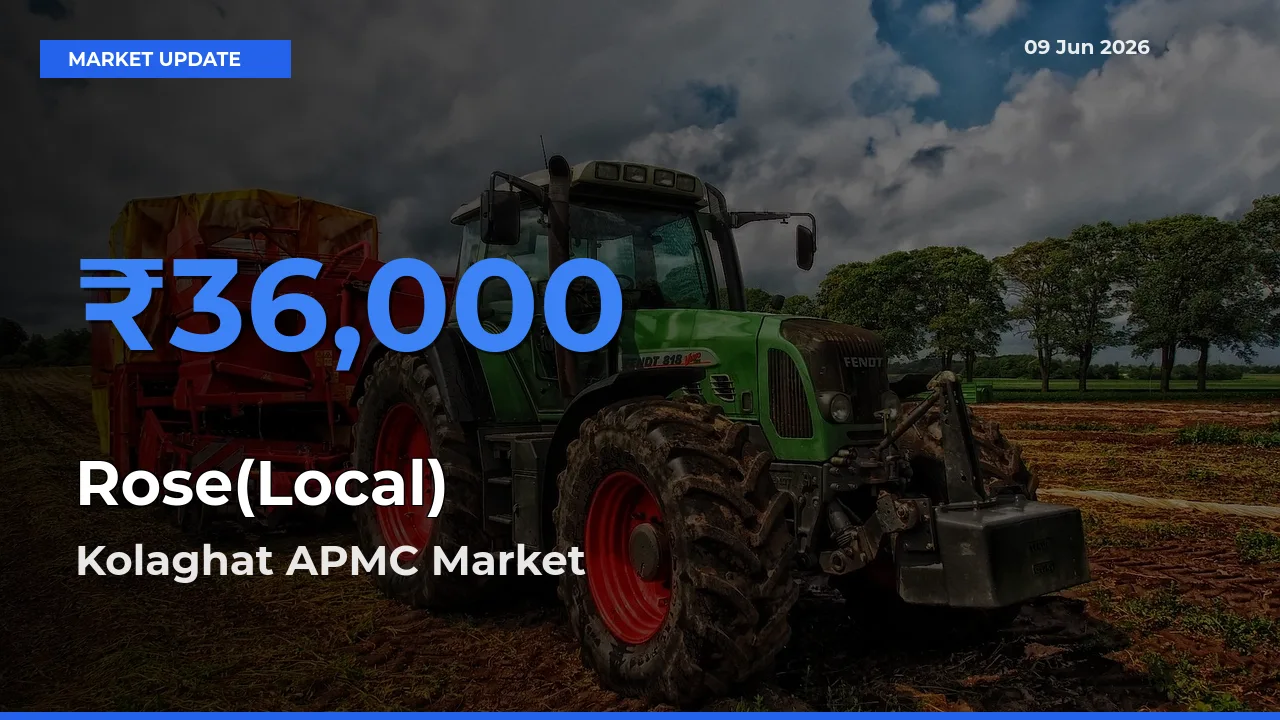 Farmers Prefer Kolaghat APMC as Rose(Local) Hits Highest Rate