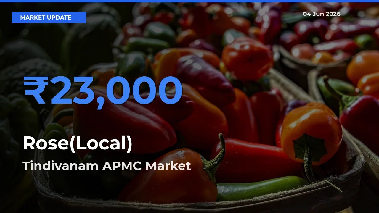 Tindivanam APMC Leads as Top Mandi for Rose(Local) Prices