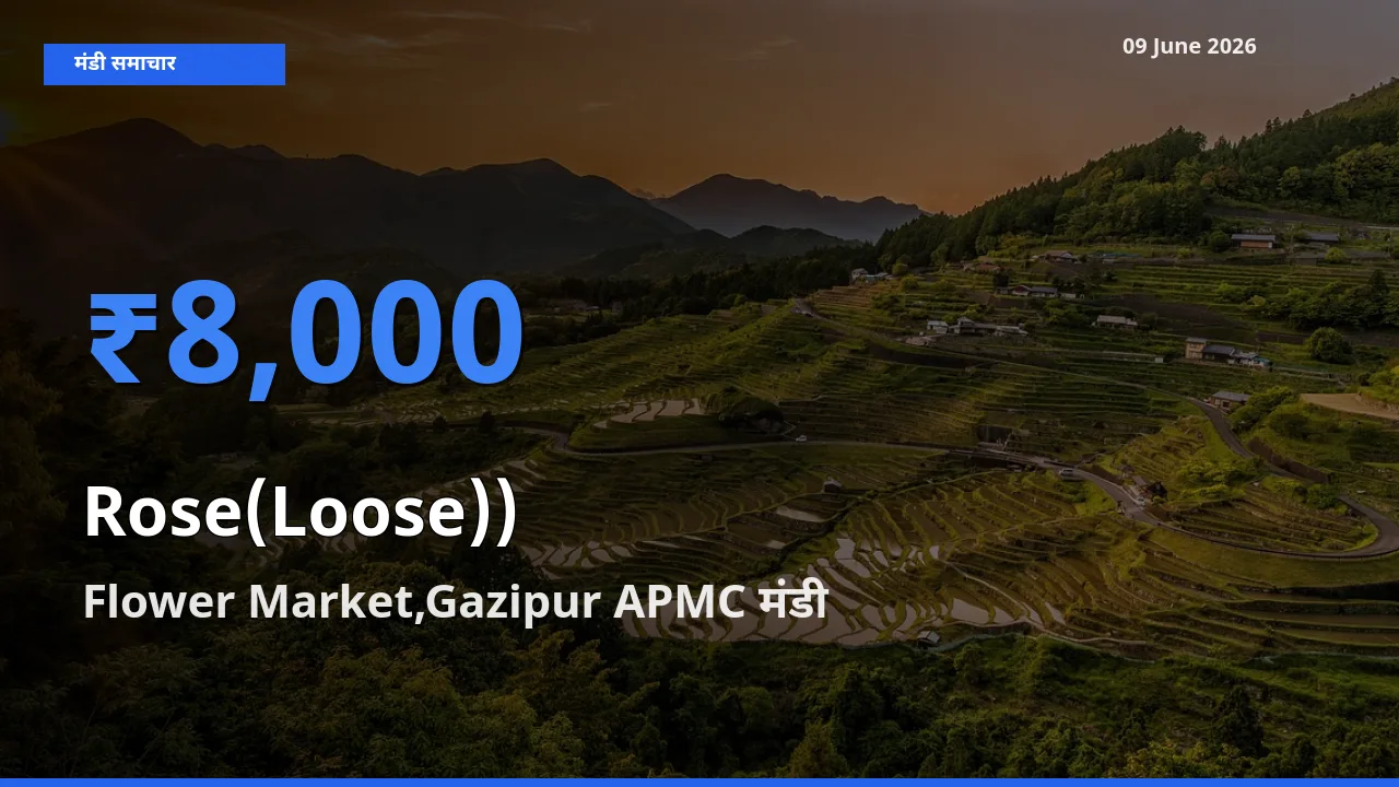 Flower Market,Gazipur APMC मंडी में आज गुलाब(ढीला)) के सबसे ऊँचे दाम दर्ज