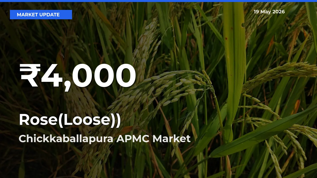 Farmers Concerned as Rose(Loose)) Hits 30-Day Low in Chickkaballapura APMC