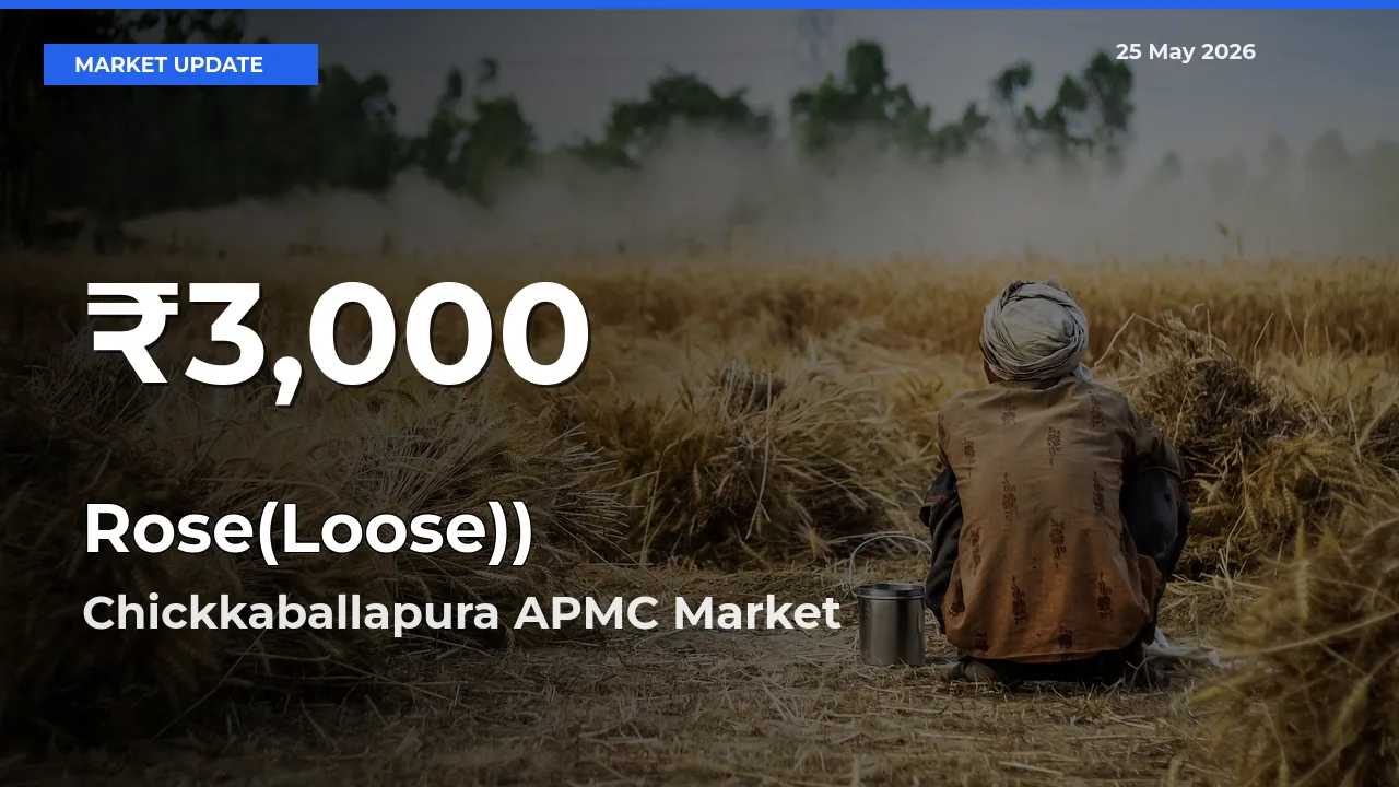 Rose(Loose)) Hits 30-Day Low in Chickkaballapura APMC