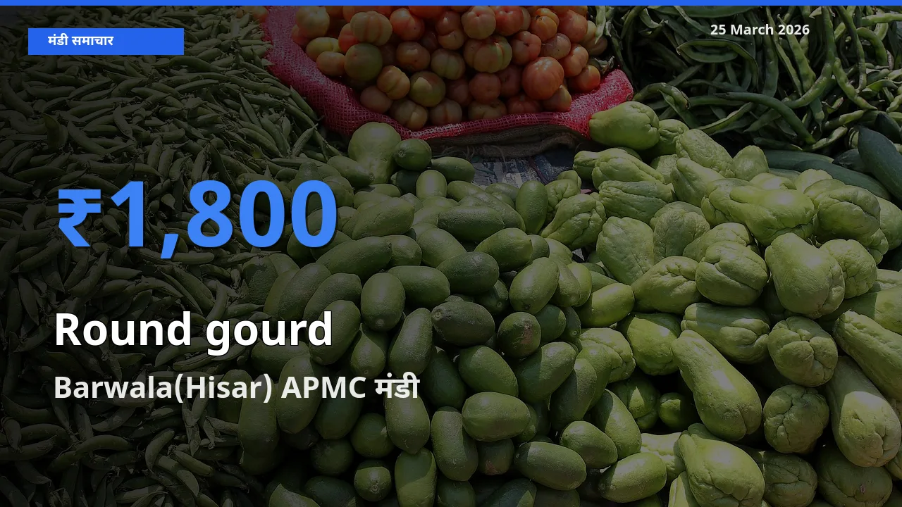 टॉप मंडी बना Barwala(Hisar) APMC! गोल लौकी के सबसे ऊँचे दाम यहीं दर्ज